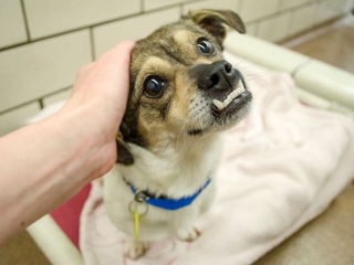Illustration for article titled Poor Underbite Dog